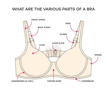 Illustration for What are the various parts of a bra. Anatomy of a Bra, different Parts of a Bra. Vector bra infographic - Royalty Free Image