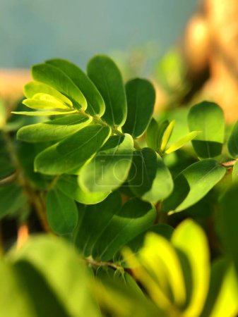Photo for Creeping Woodsorrel "Oxalis corniculata" flower blooming among green leaves - Royalty Free Image