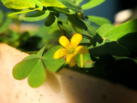 Foto de Arrastrándose acedera "Oxalis corniculata" flor que florece entre las hojas verdes - Imagen libre de derechos