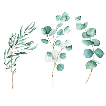 Green eucalyptus branch set. Willow, silver dollar, true blue isolated on white background. Watercolor hand drawn botanical illustration. Can be used for greeting cards, posters, wedding and baby