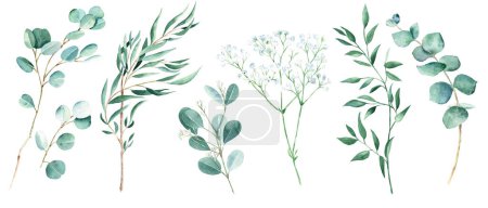 Grüne Eukalyptus-, Pistazien- und Zigeunerzweige vereinzelt auf weißem Hintergrund. Weide, Silberdollar, echtes Blau, Baby und gesäter Eukalyptus. Aquarell-Grün gesetzt
