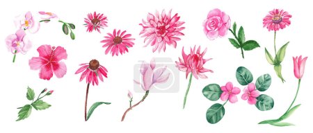 Big watercolor set of pink flowers. Wild, exotic, garden, tree, home flowers, herbs. Hand drawn botanical illustration isolated on white background. Botanical collection. Can be used for stickers