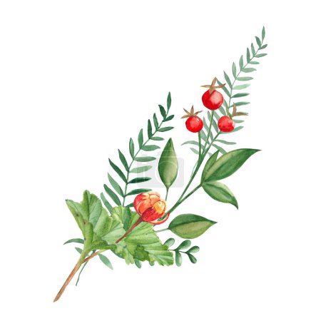 Photo for Watercolor summer bouquet of cloudberry, green branches red berries. Botanical hand drawn illustration isolated on white background. Can be used for greeting cards, invitations, floral design - Royalty Free Image