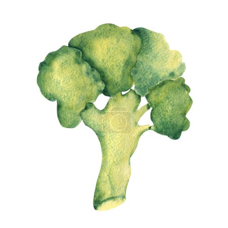 Watercolor broccoli vegetable. Hand painted illustration in vintage style isolated on a white background