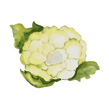 Watercolor cauliflower. Hand painted illustration in vintage style isolated on a white background