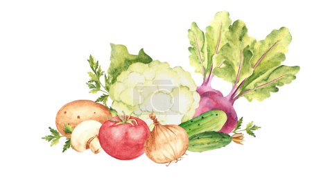 Gemüsezusammensetzung. Blumenkohl, Gurken und Rüben. Tomaten und Champignon, Kartoffeln und Petersilie, Zwiebeln. Handgezeichnete botanische Aquarellzeichnung isoliert auf weißem Hintergrund