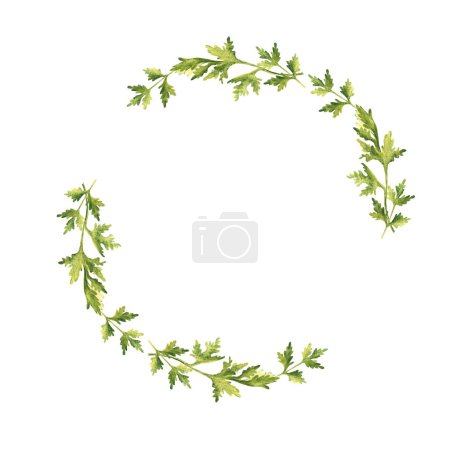 Parsley plant wreath. Hand drawn botanical watercolor herb illustration isolated on white background. Can be used for cards, logos and food design. Vintage stile