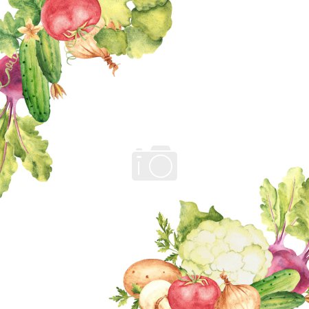 Vegetables square frame, border. Watercolor corner composition. Cauliflower, cucumbers and beet. Tomato and champignon, potato and parsley plant, onion. Botanical hand drawn watercolor illustration