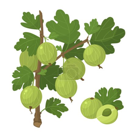 Illustration for Set of fresh green gooseberries in cartoon style. Vector illustration of berries whole and cut, large and small sizes, on crowns with leaves on white background. - Royalty Free Image