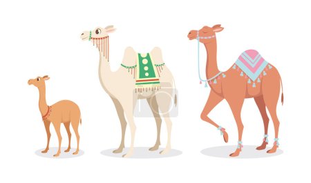 Ilustración de Ilustración vectorial lindo y hermoso camellos sobre fondo blanco. Personajes encantadores en bebés y grandes tipos diferentes en estilo de dibujos animados. - Imagen libre de derechos