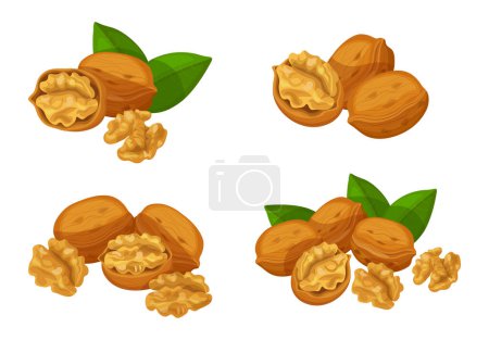 Illustration for Set of fresh brown walnuts in cartoon style. Vector illustration of nuts, large and small sizes, on crowns with leaves, in shell on white background. - Royalty Free Image