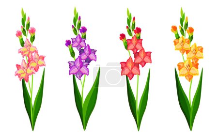 Ilustración de Set de bellos gladiolos coloridos en estilo de dibujos animados. Ilustración vectorial de flores de primavera y verano de tamaños grandes y pequeños con brotes cerrados y abiertos sobre fondo blanco. - Imagen libre de derechos