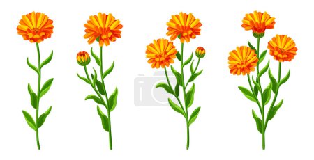 Illustration for Set of beautiful yellow calendula in cartoon style. Vector illustration of spring and summer flowers large and small sizes with closed and open buds on white background. - Royalty Free Image