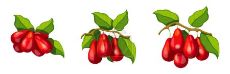 Illustration for Set of fresh red dogwood in cartoon style. Vector illustration of fruits large and small sizes with leaves on white background. - Royalty Free Image