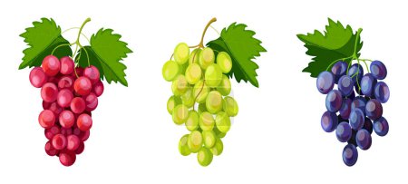 Téléchargez les illustrations : Ensemble de différents raisins en style dessin animé. Illustration vectorielle de grappes de raisins bleus, rouges, verts avec des feuilles sur fond blanc. - en licence libre de droit