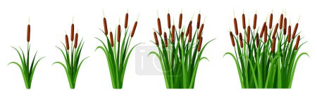 Illustration for Set of reed plants in cartoon style. Vector illustration of various beautiful reeds with stems and green leaves isolated on white background. Pond, river, swamp plants. Landscape elements. - Royalty Free Image