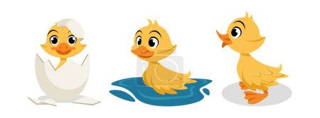 Illustration for Vector illustration of cute and beautiful duckling on white background. Charming characters in different poses hatched from an egg, floats on water, stands in cartoon style. - Royalty Free Image