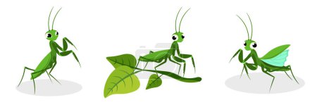 Ilustración de Ilustración vectorial de mantis linda y hermosa sobre fondo blanco. Personajes con encanto en diferentes poses, sentarse en la rama, quiere despegar en estilo de dibujos animados. - Imagen libre de derechos