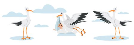 Vector illustration of cute and beautiful storks with different emotions and poses isolated on white background.Charming characters of a stork carrying a baby among blue clouds in a cartoon style.