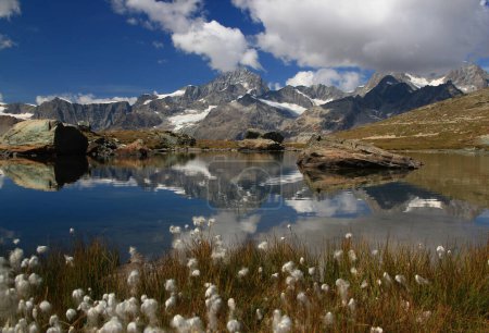 Téléchargez les photos : Un paysage avec une surface lisse du lac Riffelsee, montagnes et nuages qui s'y reflètent, avec un champ de coton au premier plan, sur une montagne Gornergrat, près de Zermatt, dans le sud de la Suisse - en image libre de droit