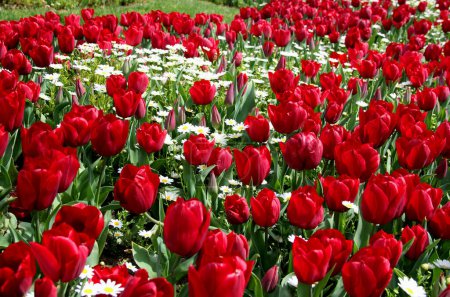 Photo for A lawn with red tulips and white daisies in Goztepe Park during the annual Tulip Festival in Istanbul, Turkiye - Royalty Free Image