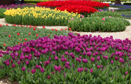 Photo for Meadow with thousands of bright purple, yellow and red tulips at Goztepe Park during the annual Tulip Festival in Istanbul, Turkey - Royalty Free Image