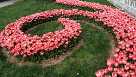 Photo for A lawn with large pink tulips planted in an arc in Goztepe Park during the annual Tulip Festival in Istanbul, Turkey - Royalty Free Image