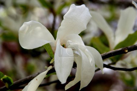 Photo for Beautiful white magnolia close-up in Goztepe Park in Istanbul, Turkey - Royalty Free Image