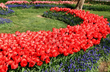 Photo for Thousands of bright red tulips with blue flowers in the foreground close-up at Goztepe Park during the annual Tulip Festival in Istanbul, Turkiye - Royalty Free Image