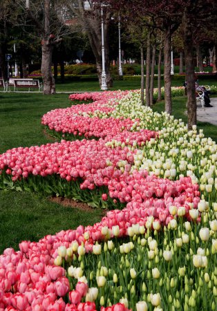Photo for Thousands of bright pink and white tulips in full bloom planted in the form of a wave in Goztepe Park during the annual Tulip Festival in Istanbul, Turkey - Royalty Free Image