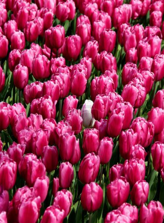 Photo for Field of bright purple tulips with white tulip in the center close up at Goztepe Park during the annual Tulip Festival in Istanbul, Turkey - Royalty Free Image