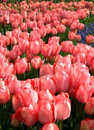 Photo for View of bright red and pink tulips at Goztepe Park during the annual Tulip Festival in Istanbul, Turkey - Royalty Free Image