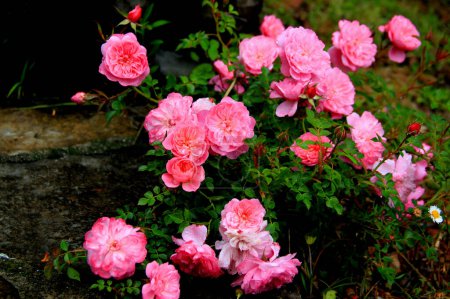 Photo for Small bright pink roses in full bloom with raindrops on a blurred background - Royalty Free Image