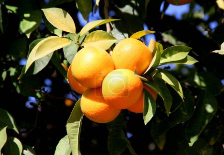 Photo for Close-up photo of large ripe oranges on a tree branch on a blurred green background - Royalty Free Image