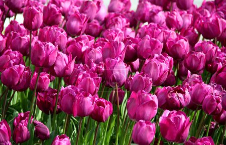 Photo for Photo of vibrant purple tulips in full bloom close-up in Goztepe Park during the annual Istanbul Tulip Festival in Turkey - Royalty Free Image