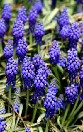 Photo for Vertical photo of blue flowers against a blurred background close-up at Goztepe Park in Istanbul, Turkiye - Royalty Free Image