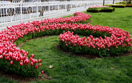 Photo for Istanbul, Turkey-April 16, 2021: Photo of pink and white tulips planted in the form of a curl on the background of a white openwork fence in Goztepe Park during the annual Tulip Festival in Istanbul - Royalty Free Image