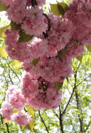Photo for Branch of light pink cherry tree (sakura) in full bloom illuminated by sunlight close-up in the park against a blurred green background - Royalty Free Image