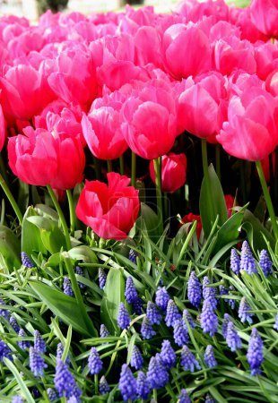 Photo for Photo of the big bright pink tulips with blue flowers in the foreground in Goztepe Park during the annual Tulip Festival in Istanbul, Turkey - Royalty Free Image