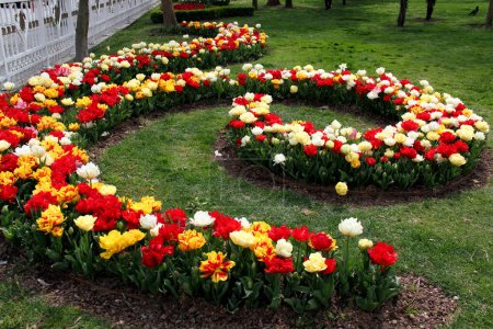 Photo for Istanbul, Turkey-April 16, 2021: Photo of red, white and yellow tulips planted in the form of a curl in Goztepe Park during the annual Tulip Festival in Istanbul - Royalty Free Image