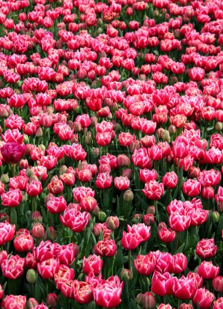 Photo for Vertical photo of the field of bright pink with white tulips in full bloom in Goztepe Park during the annual Tulip Festival in Istanbul, Turkey - Royalty Free Image