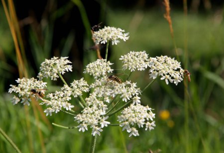 Nahaufnahme von Insekten (Wespen) auf weißen Blüten auf verschwommenem grünem Hintergrund