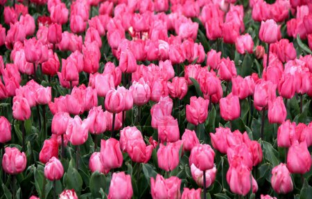 Campo de tulipanes rosados brillantes de cerca en Emirgan Park durante el festival anual de tulipanes en Estambul, Turquía