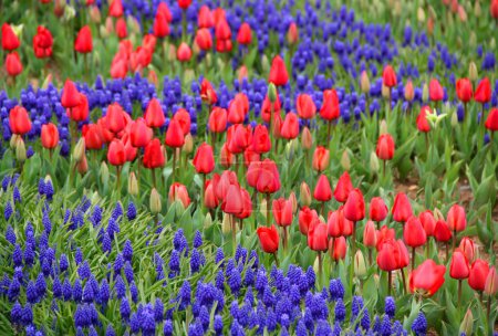 Nahaufnahme einer Wiese mit tausenden roten, ungeblühten Tulpen und blauen Blumen, darunter im Emirgan Park während des jährlichen Tulpenfestivals in Istanbul, Türkei