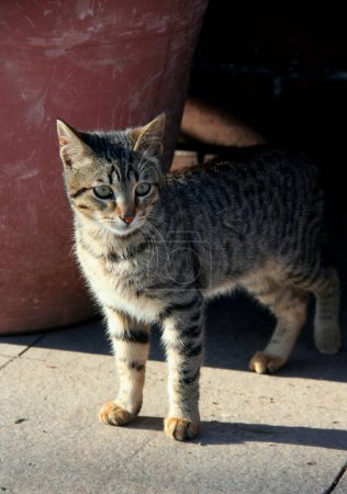 Photo of a young tabby cat on one of the streets in the Sultanahmet district in the historical part of Istanbul, Turkey