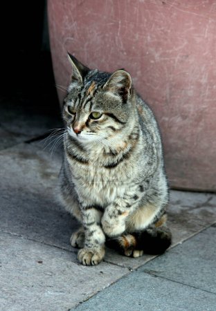 Close-up photo of a tabby cat on one of the streets in the Sultanahmet district in the historical part of Istanbul, Turkey