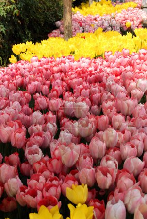 Photo for Thousands of bright pink and yellow tulips close-up at Goztepe Park during the annual Tulip Festival in Istanbul, Turkey - Royalty Free Image