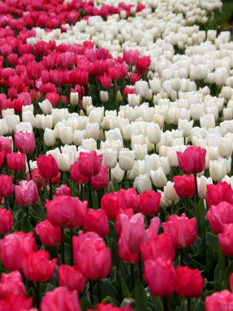 Photo for Meadow of thousands bright pink and white tulips close-up at Goztepe Park during the annual Tulip Festival in Istanbul, Turkey - Royalty Free Image