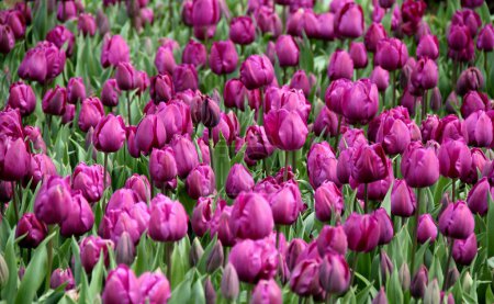 Photo for Field of thousands purple tulips close-up at Goztepe Park during the annual Tulip Festival in Istanbul, Turkey - Royalty Free Image