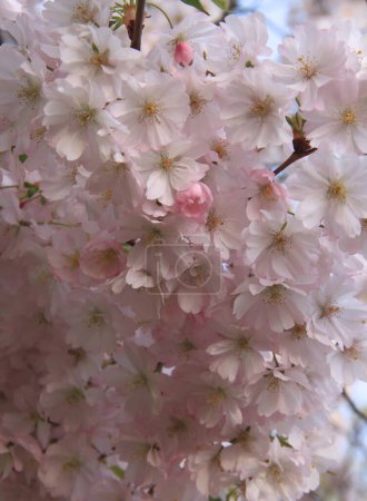 Macro photo of the branch with flowers and buds of light pink cherry tree (sakura) in full bloom against a blurred background